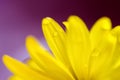 Flower Macro