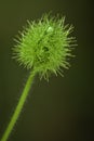 Flower In Nature