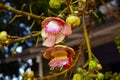 Flower sara