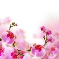 Flowers, Blossom Summer Backgr...