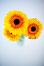 Flowers Bouquet