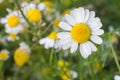 Flowers Of Chamomilla