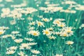 Flowers In Garden,nature And V...