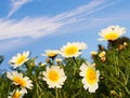 Flowers In Nature
