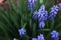 Flowers.