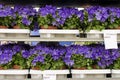 Flowers For Sale