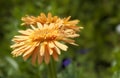 Flowers In The Sun