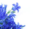 Flowers On A White Background,...
