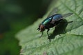 Fly Macro