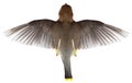 Flying Bird, Top View of Flight, WIngs, 