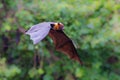 Flying Lyle's flying fox (Pteropus lylei)