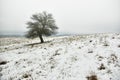 Foggy Winter Landscape