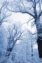 Forest Nature, Oak Trees