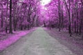 Forest Road In Autumn
