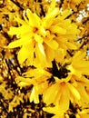 Forsythia Suspensa Yellow Flow...