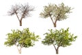 Four Seasons Apple Tree Isolat...