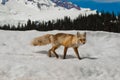 Fox in the Snow Stock Photography