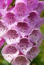 Foxglove Flowers