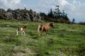 Ponies Near Mount Rogers, VA.