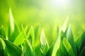 Fresh Green Grass As Spring Se...