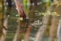 Frog Eye