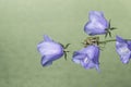 Frog On Flowers