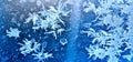 Frozen Ice Flowers
