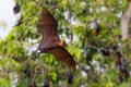 Full open wings of flying male Lyle's flying fox (Pteropus lylei)