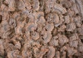 Fungus Background