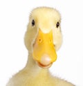 Funny duck