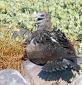 Galapagos Bird