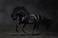 Galloping Black Horse On Dark ...