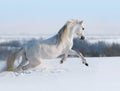 Galloping White Horse