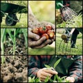 Garden Collage