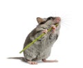 Garden Dormouse, Eliomys Querc...