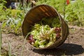 Garden Lettuce