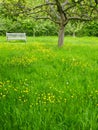 Garden Orchard, England