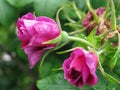 Garden Of Roses