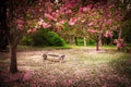 Garden In Spring