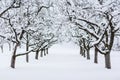 Garden Trees In Winter
