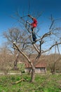 Gardener cutting tree with clippers