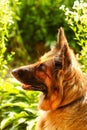 German Shepherd On Nature