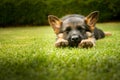 German shepherd puppy sleeping on a warm summer day