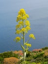 Giant Fennell. Ferula communis L.