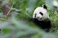 Giant Panda In The Forest