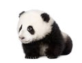 Giant Panda Walking Against Wh...
