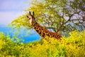 Giraffe in bush. Safari in Tsavo West, Kenya, Africa