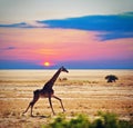 Giraffe on savanna. Safari in Amboseli, Kenya, Africa