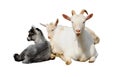Goat and kids isolated on white Stock Images