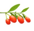 Goji berry isolated